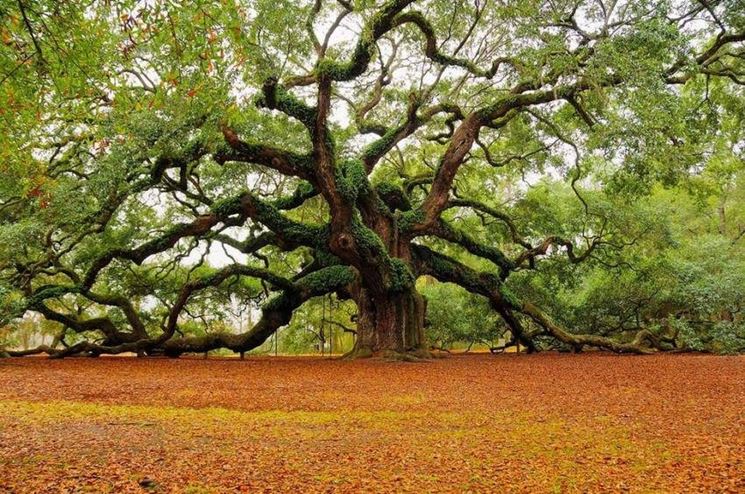 quercia